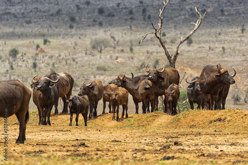Fototapeta Naklejka Na Ścianę i Meble -  Family of african buffal