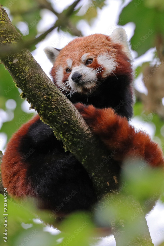 Fototapeta premium Roter Panda
