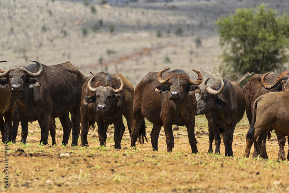 Family of african buffal Family of african buffal