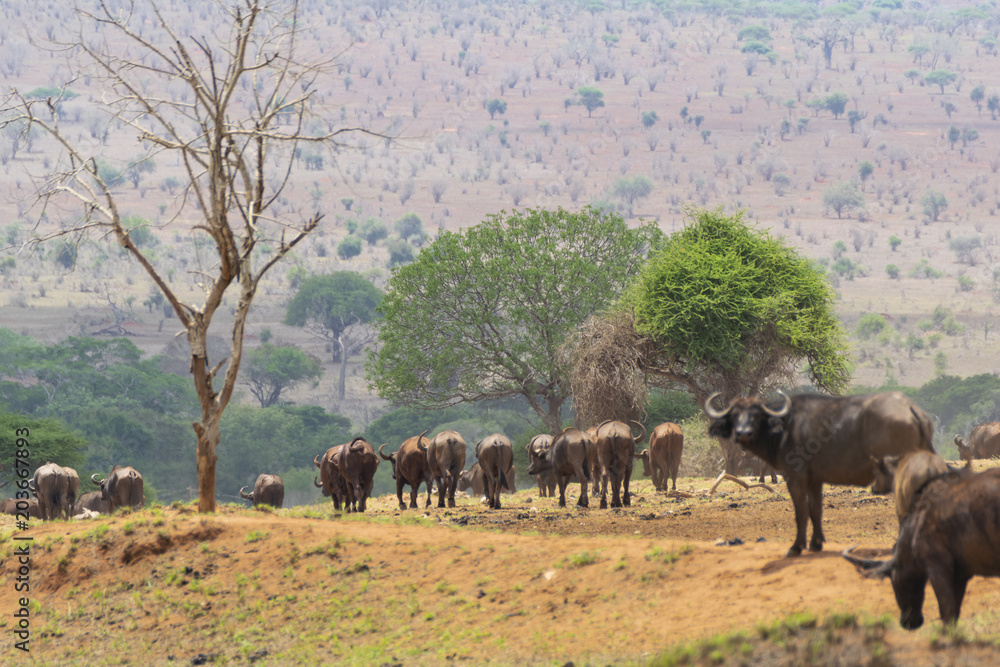 Fototapeta premium Herf of african buffalo