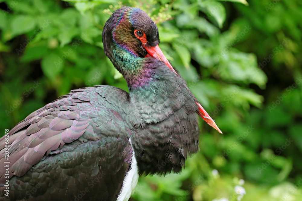 Naklejka premium Schwarzstorch