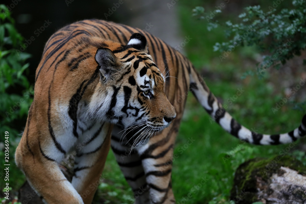 Tiger Tiger