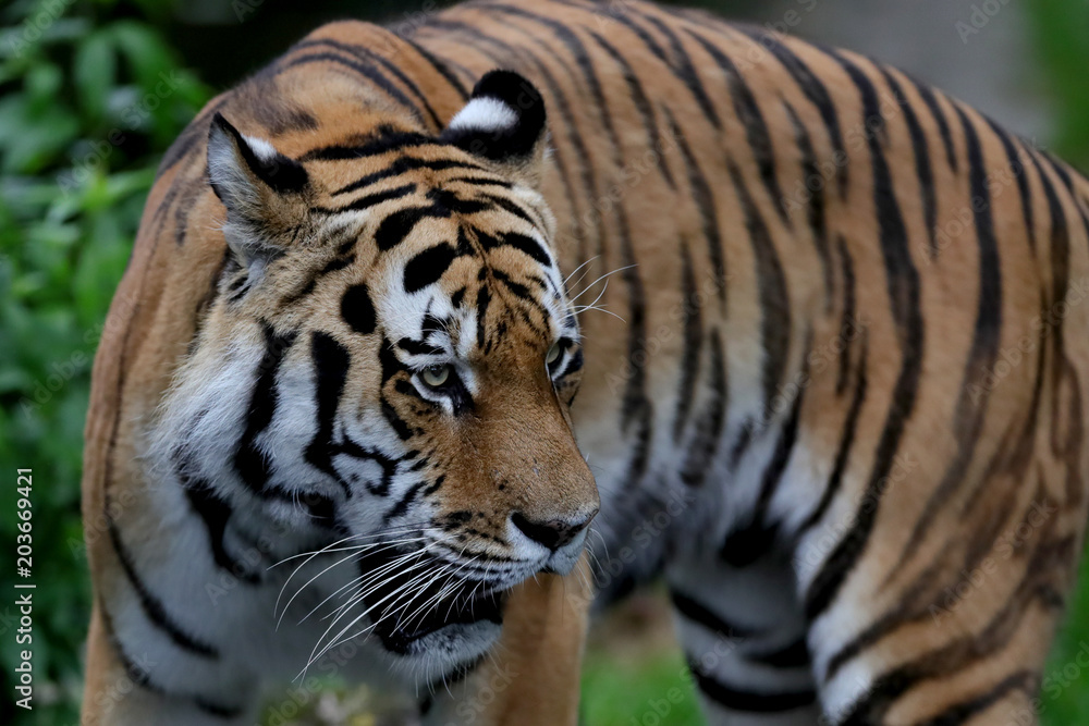 Fototapeta premium Tiger 