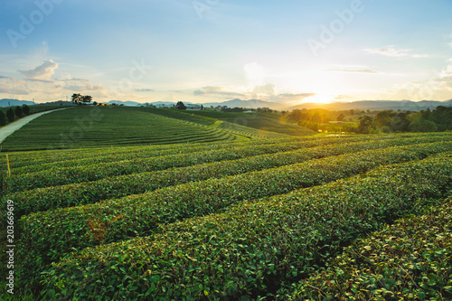 Beautiful landscape view of choui fong tea plantation in the evening with sunset at Maejan , tourist attraction at Chiangrai province in thailand photo