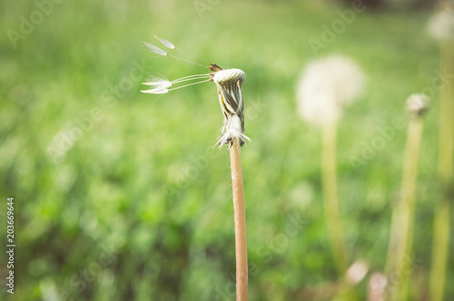 Fototapeta Naklejka Na Ścianę i Meble -  Selective focus on dandelion flowers on nature background.  Springtime in meadow.