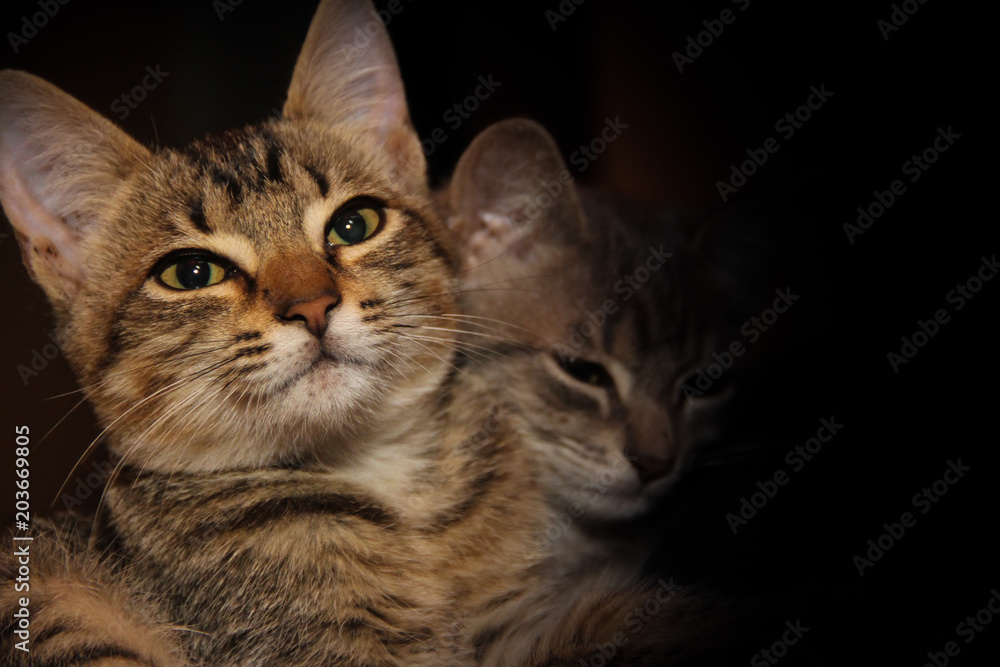 two adorable kittens in the barn with black background