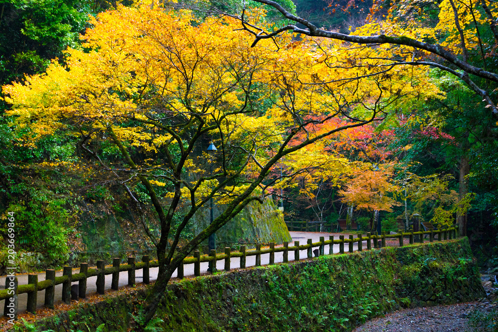 Obraz premium Minoo Park is a forested valley at Osaka.