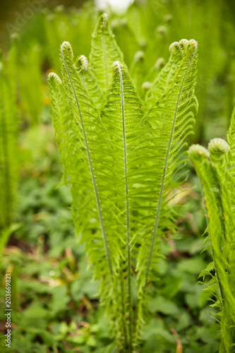 green fern grows in a forest in early spring
