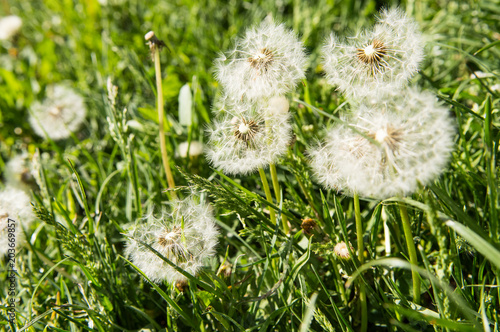 Fototapeta Naklejka Na Ścianę i Meble -  Selective focus on dandelion flowers on nature background.  Springtime in meadow.
