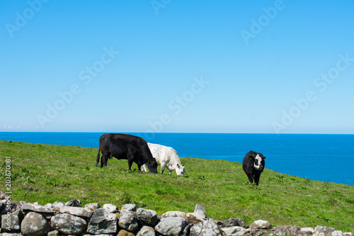 three white and black cows on grassy field sea and blue sky on background, countryside view 
