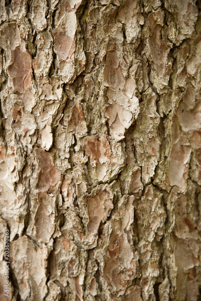 Obraz premium brown spruce bark texture
