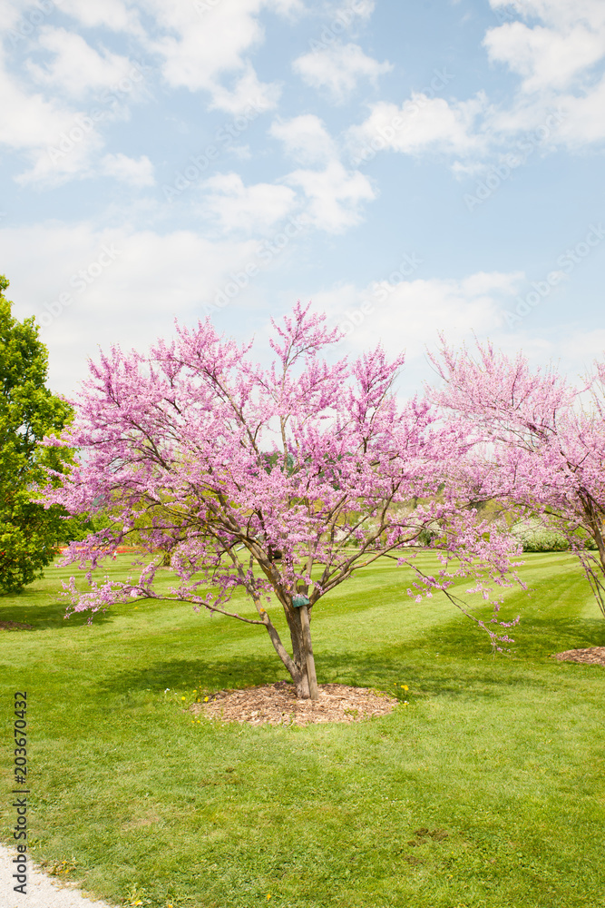 Cercis griffithii (Eastern redbud) is a large deciduous shrub or small tree, native to eastern North America from southern Ontario,Canada south to northern Florida. Blossoming tree Cercis griffithii (Eastern redbud) is a large deciduous shrub or small tree, native to eastern North America from southern Ontario,Canada south to northern Florida. Blossoming tree