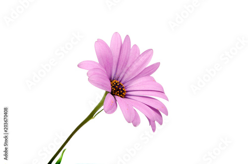 beautiful purple osteospermum or african daisy pink flower isolated on white