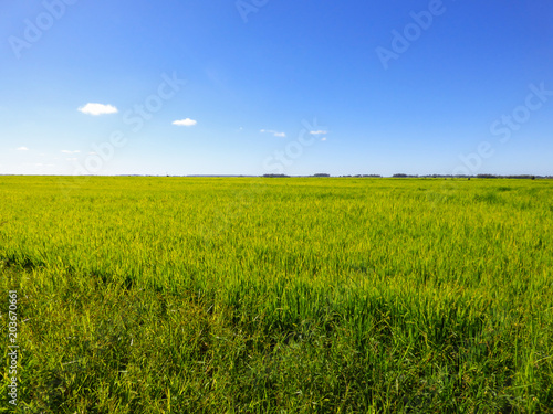 Rice fields against blue sky in Uruguaiana, Brazil