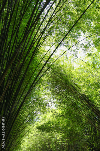 The Bamboo Forest of Thailand