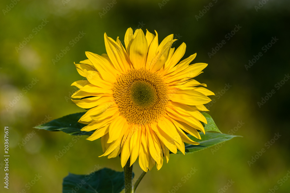 Fleur de Tournesol Fleur de Tournesol