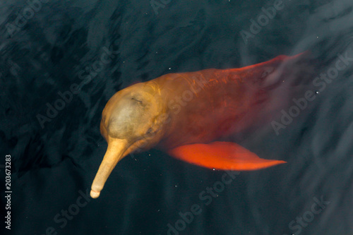 Bild auf Leinwand A rare pink dolphin boto cor de rosa swimming on the Negro River in the Brazilian Amazon
