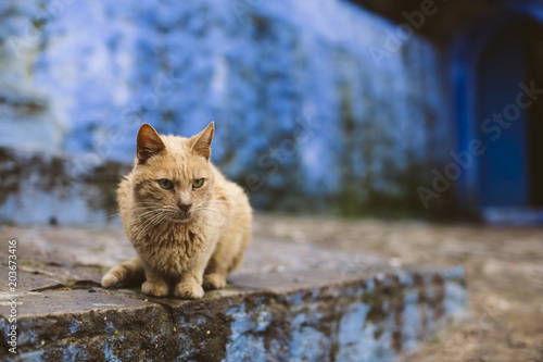 Photography Cat in marocco.