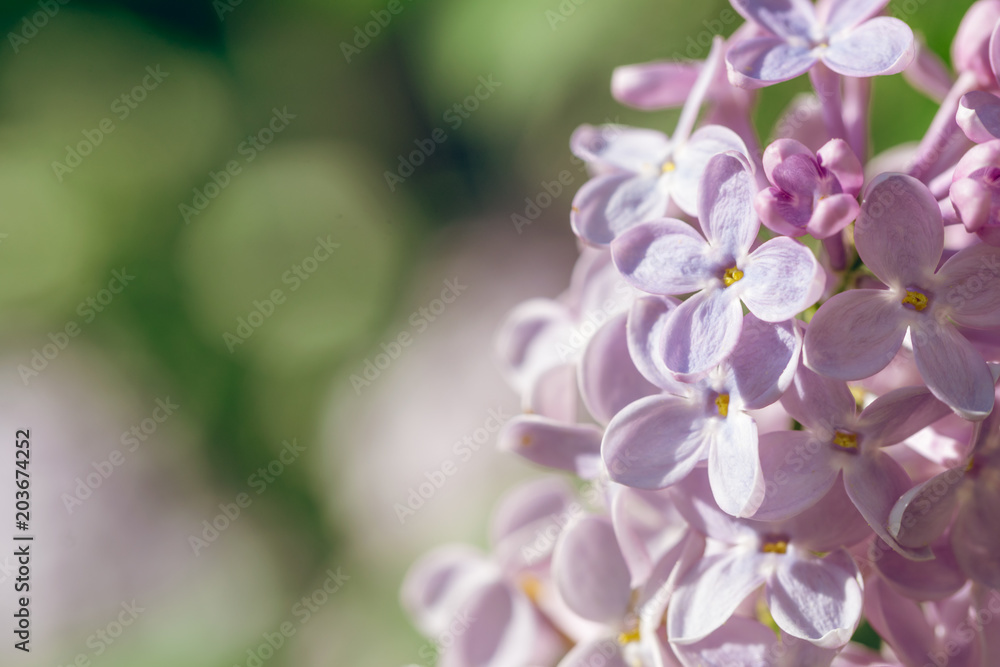 Feast of the Trinity. Delicate floral lilac background for postcard Feast of the Trinity. Delicate floral lilac background for postcard
