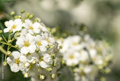 Blooming white spirea and sunny spring garden