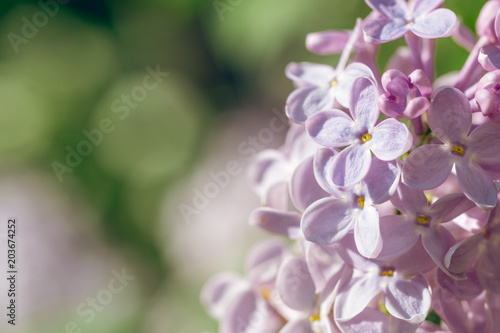 Feast of the Trinity. Delicate floral lilac background for postcard © konoplizkaya