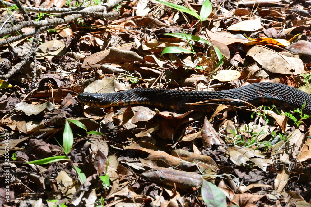 Obraz premium A snake in the shadow of sunlight in South Carolina in the USA 