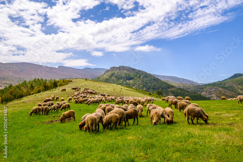 Troupeau de moutons sur pâture, Alpes de Haute Provence, Gorges du Vegdon, France.