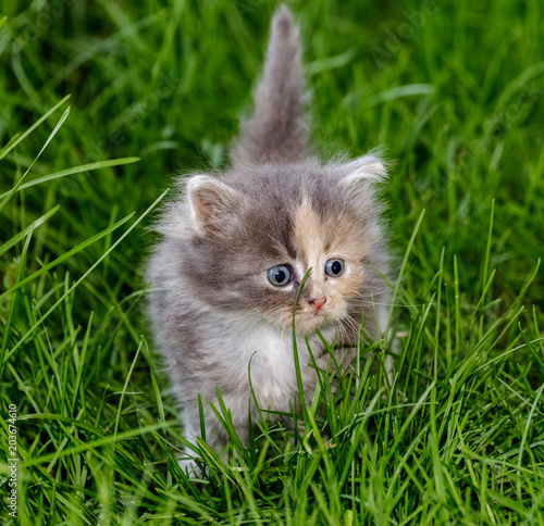 Kitten sits on the grass.