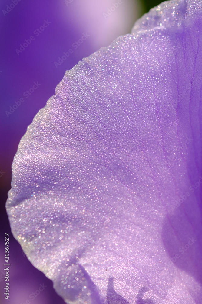 Pétale d'iris Pallida, Macro.