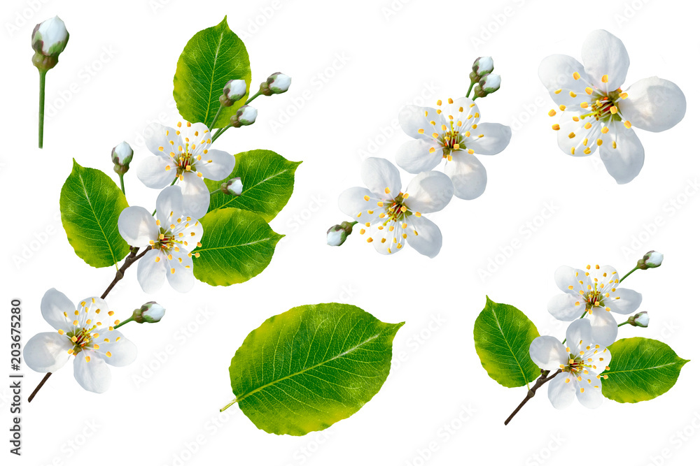 Obraz premium Flowering branch of cherry isolated on a white background.
