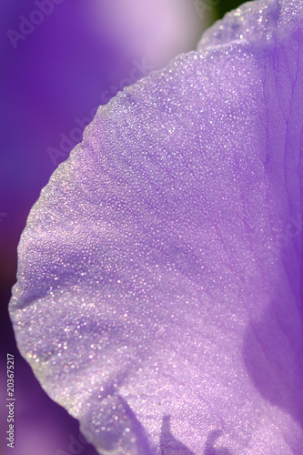 Obraz na płótnie Pétale d'iris Pallida, Macro. w salonie