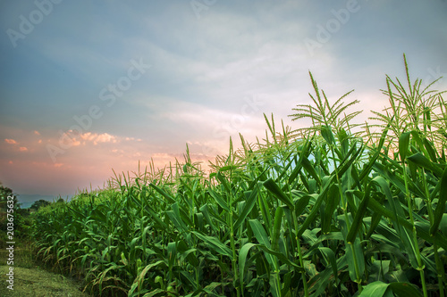 corn field or corn plantation with flowers crane view against the large mountains and sunset