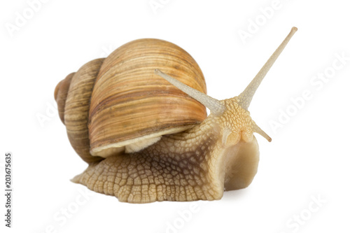 Garden snail isolated on white