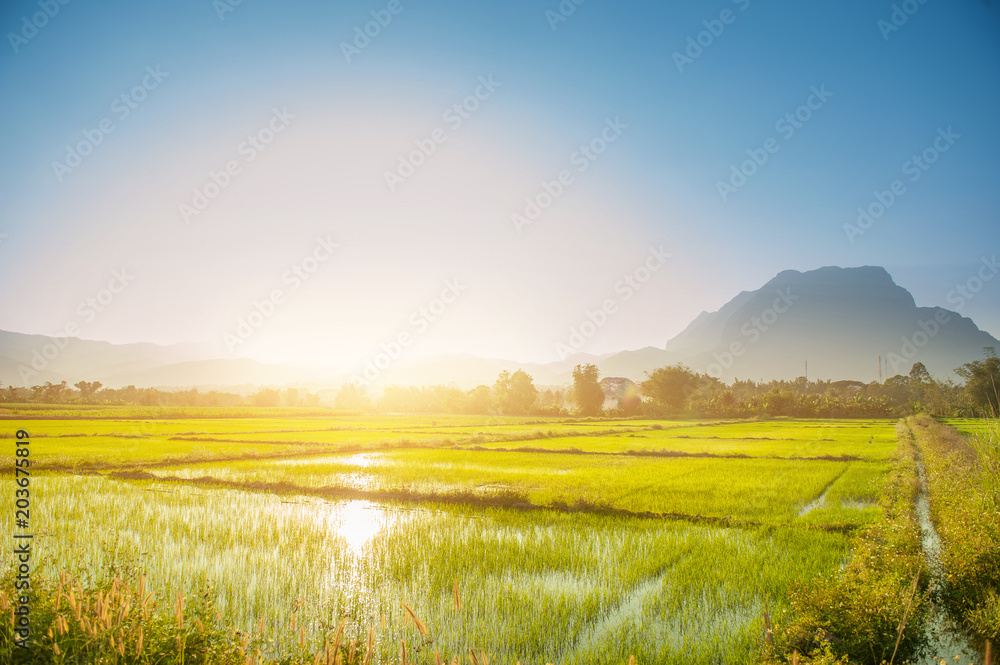 Rice field grass against with mountains range landscape on sunset time , tourist attraction at chiang dao district , chiang mai province in thailand