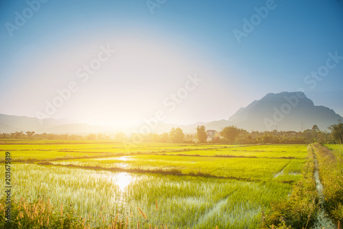 Rice field grass against with mountains range landscape on sunset time , tourist attraction at chiang dao district , chiang mai province in thailand