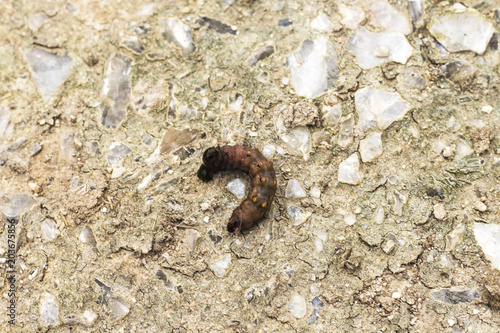  larvae in the soil background. 