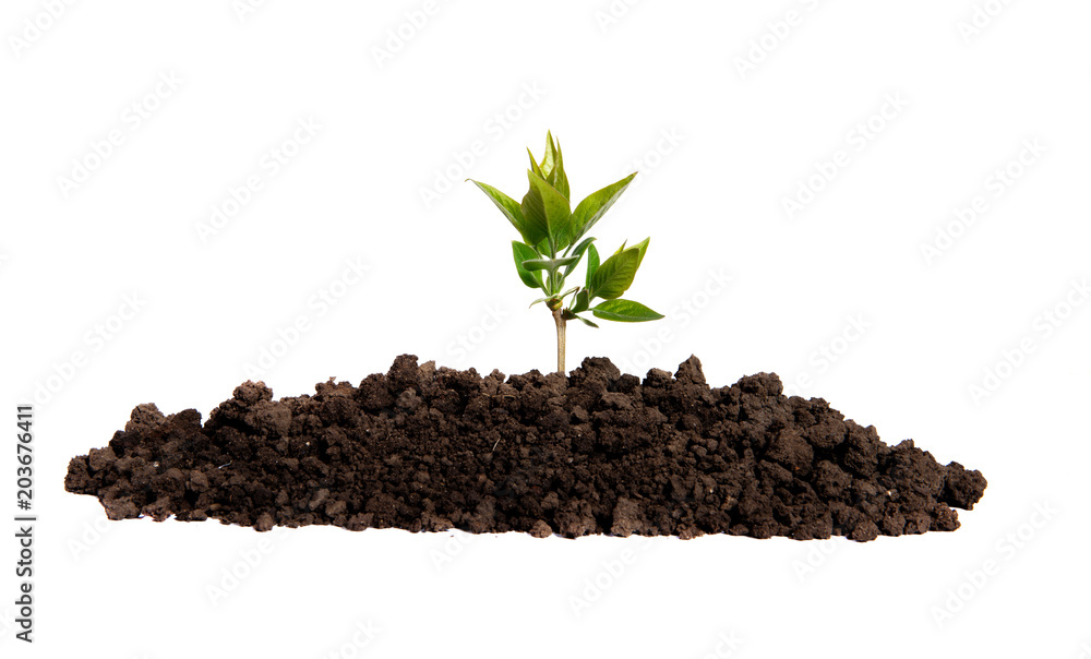 Sprout growing in the soil on an isolated white background Sprout growing in the soil on an isolated white background