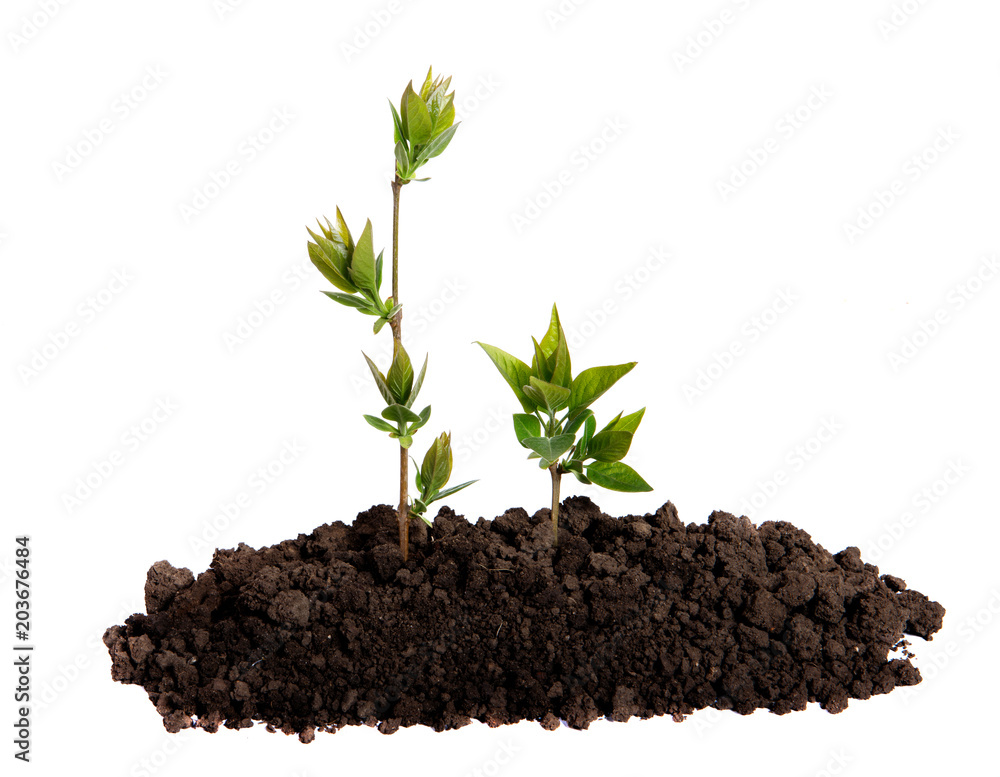 Sprout growing in the soil on an isolated white background Sprout growing in the soil on an isolated white background