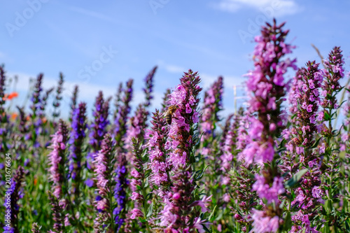 Fleurs d'hysope gros plan sur le champ. Une abeille sur la fleur. Provence, france.