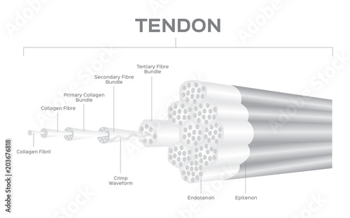 tendon anatomy vector photo