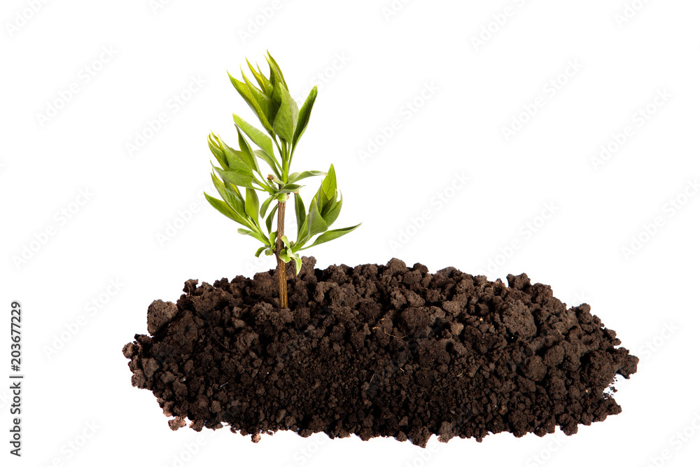 Sprout growing in the soil on an isolated white background Sprout growing in the soil on an isolated white background