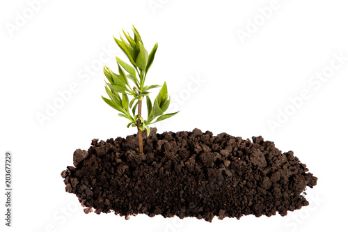 Sprout growing in the soil on an isolated white background