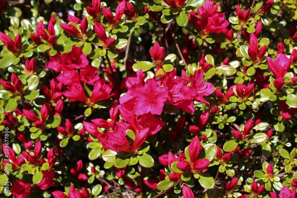 Bright red azalea flowers bloom under spring sunshine
