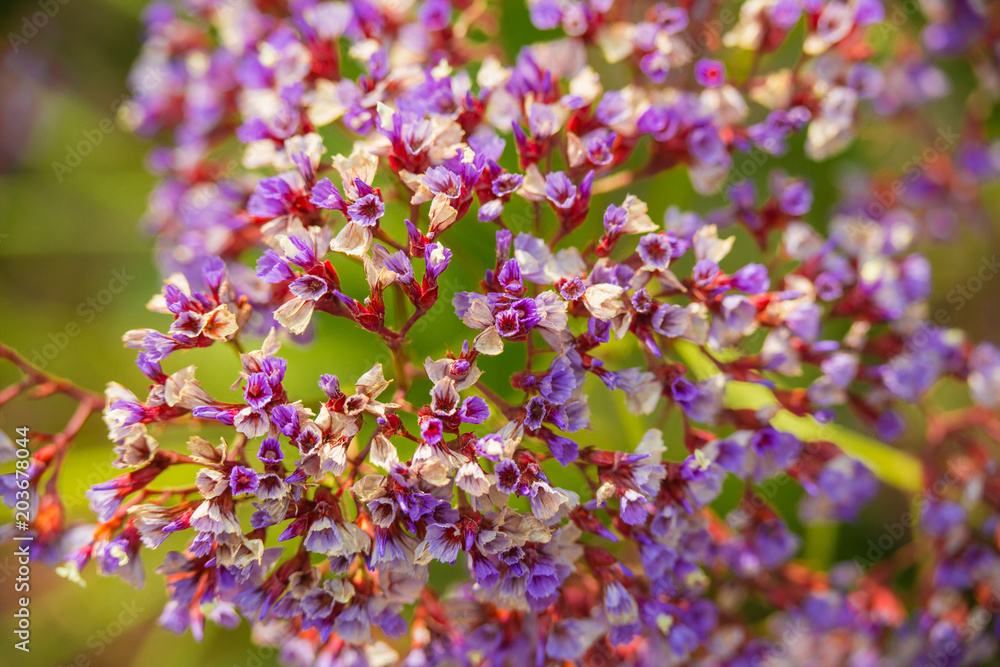 Fototapeta premium Spring flowers in Israel. Close up shot.