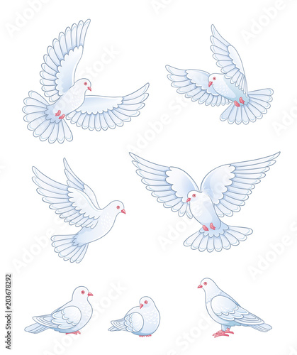 Set of white pigeons - vector illustration
