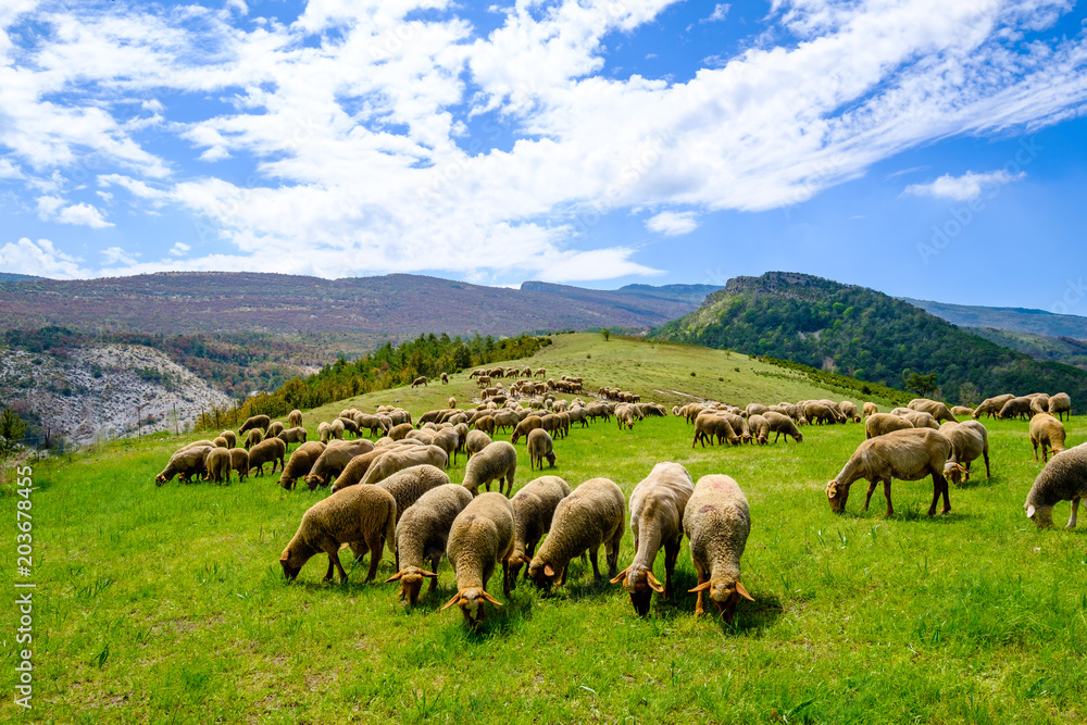 Fototapeta premium Troupeau de moutons sur pâture, Alpes de Haute Provence, Gorges du Verdon, France.