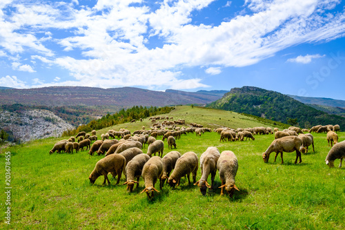 Troupeau de moutons sur pâture, Alpes de Haute Provence, Gorges du Verdon, France.