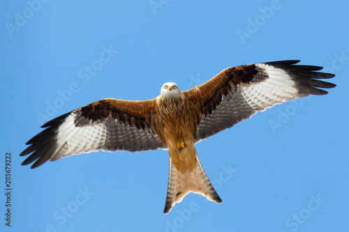 Portrait von einem Rot Milan (milvus milvus) im Flug in Retschow Mecklenburg Vorpommern