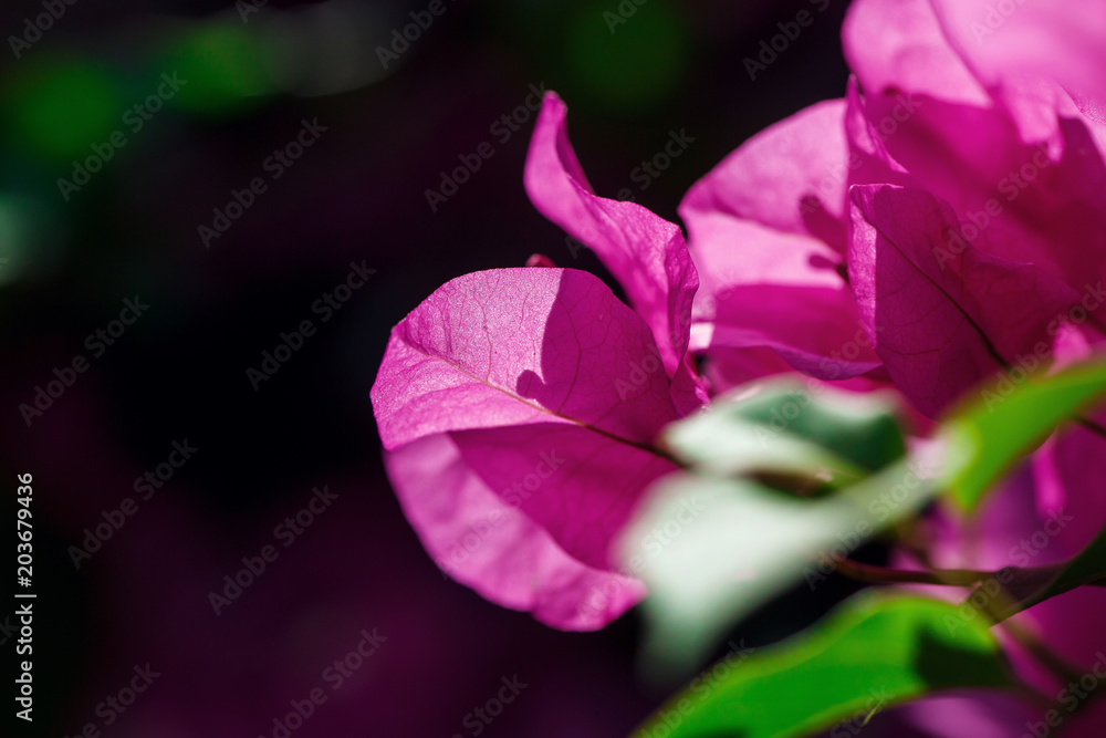 Fototapeta premium Beautiful flower in Thailand