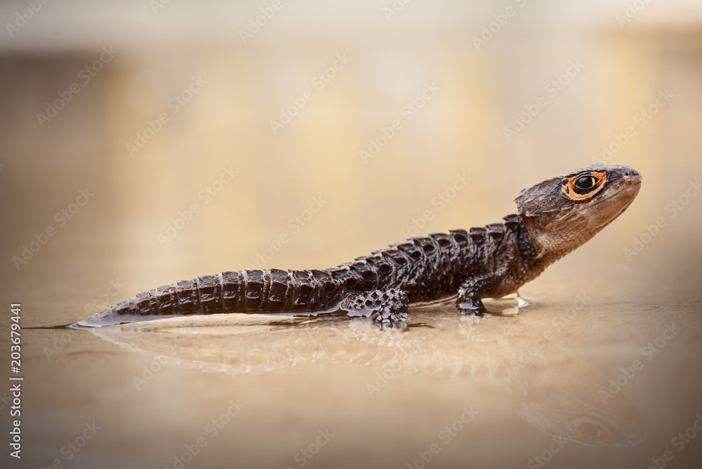 Obraz premium Crocodile Skink , Tribolonotus Gracilis, Lizard, Gecko